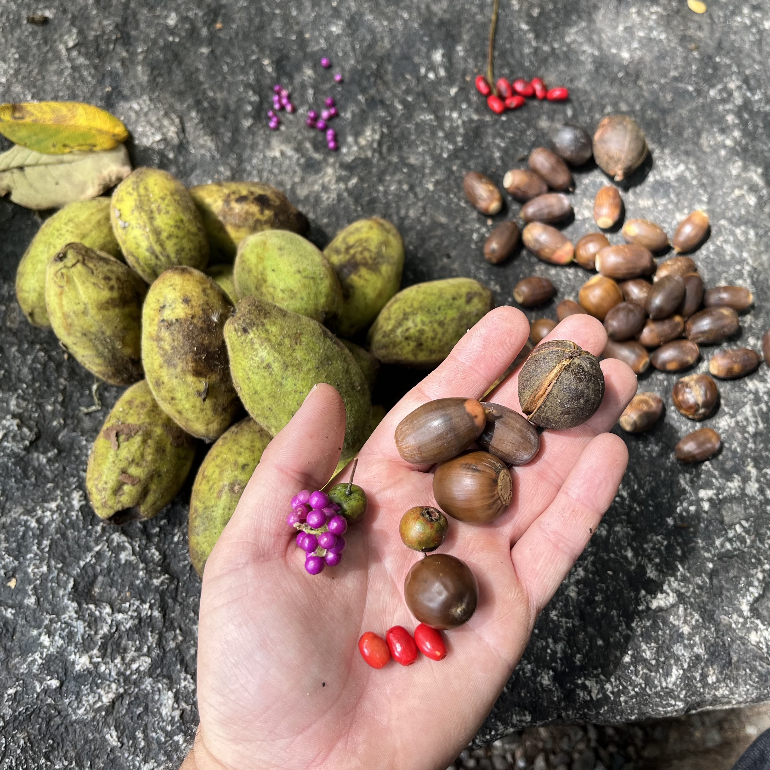 Autumn Edible Plants with Roots Marshall - logo